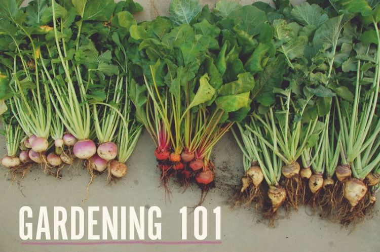 6a00d8358081ff69e20167667ad9e3970b-800wi